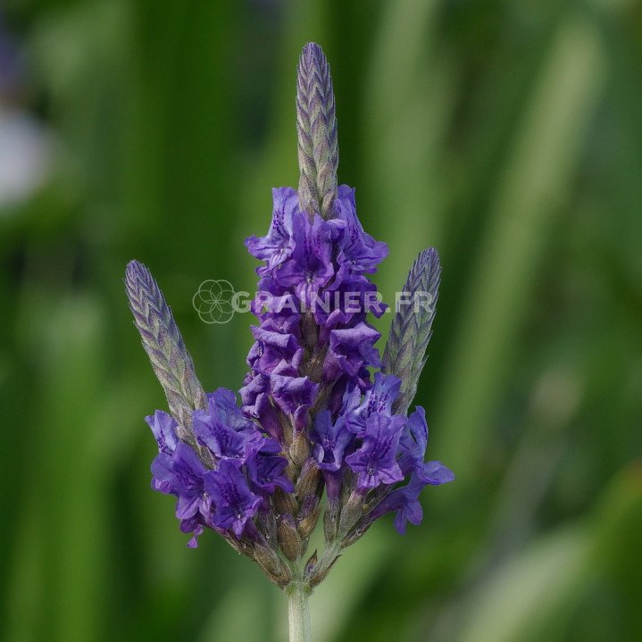 Lavender of Egypt, lavender with fern leaves, Multifida Lavandula image